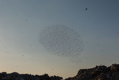 Low angle view of birds flying in sky