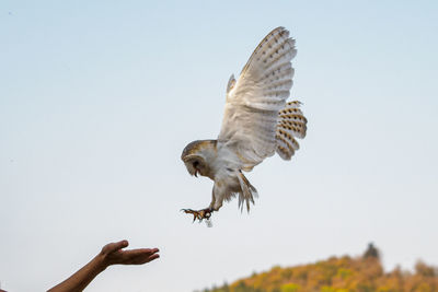 Low angle view of seagull flying against clear sky