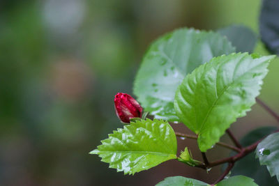 Close-up of red flowering plant