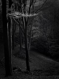 Close-up of tree shadow