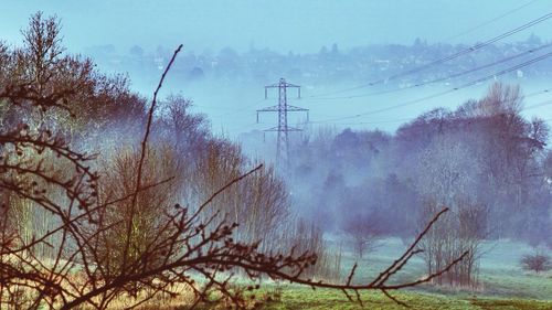 Trees in foggy weather
