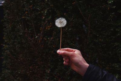 Cropped hand holding dandelion outdoors