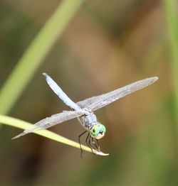 Close-up of dragonfly on plant