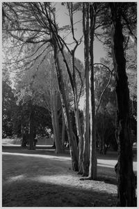 Bare trees on landscape