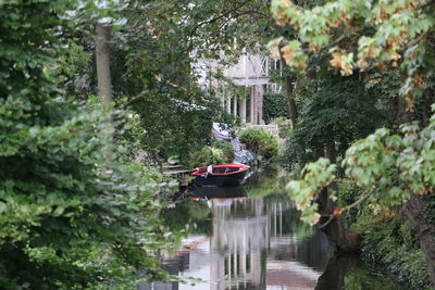 Reflection of trees in water