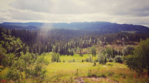 Scenic view of forest against sky