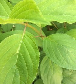 Close-up of fresh green leaf