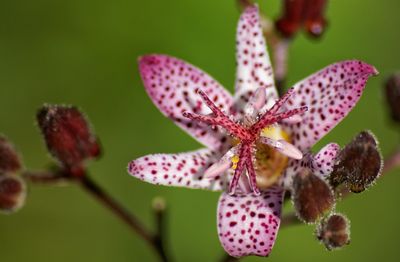 Close-up of flowers against blurred background