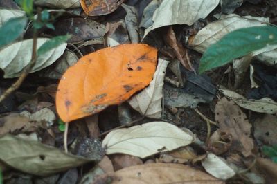 High angle view of dry leaves on field