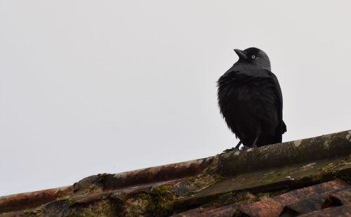 Low angle view of bird perching on roof against clear sky