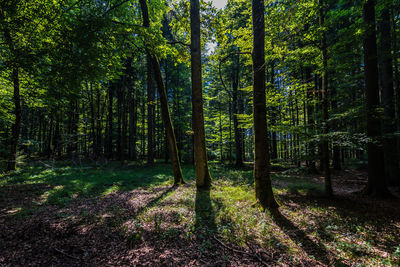 Trees growing in forest