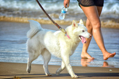 Full length of a dog