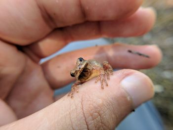 Close-up of hand holding leaf