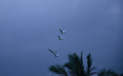 Low angle view of birds flying in sky