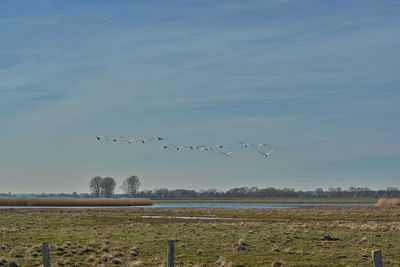 Flock of birds flying in the sky