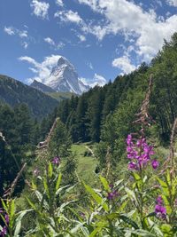 Purple flowering plants on field against sky