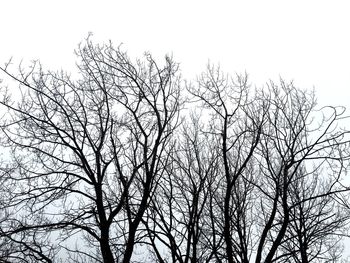 Low angle view of bare trees against sky
