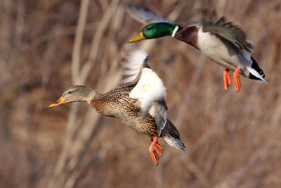 Mallard ducks flying in mid-air