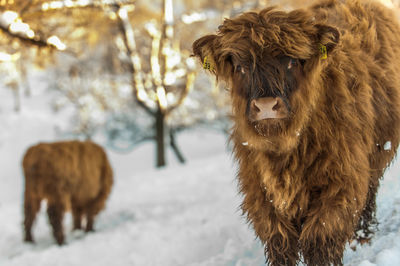 Highland cattle standing in snow looking into camera