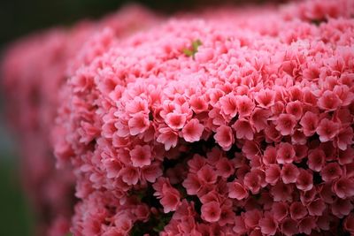 Close-up of pink flowers