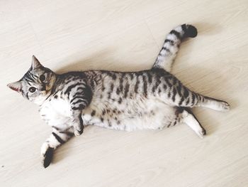 High angle view of cat lying on hardwood floor