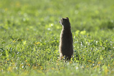 Meerkat standing on grassy field