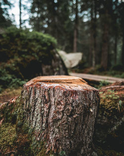 Close-up of tree trunk in forest