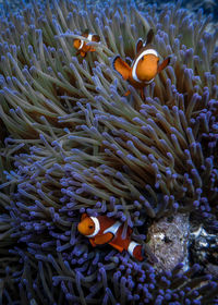 Fish swimming in sea