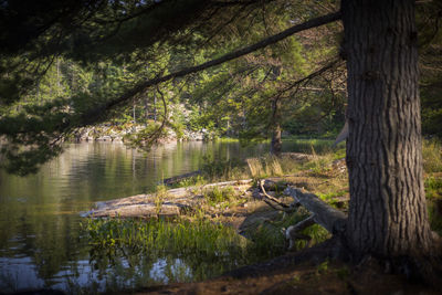 Scenic view of lake in forest