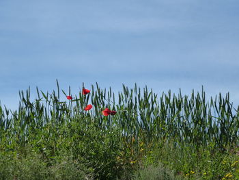 Plants growing on field against sky