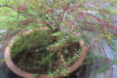 Close-up of plants against blurred background