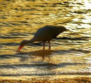 View of birds in water