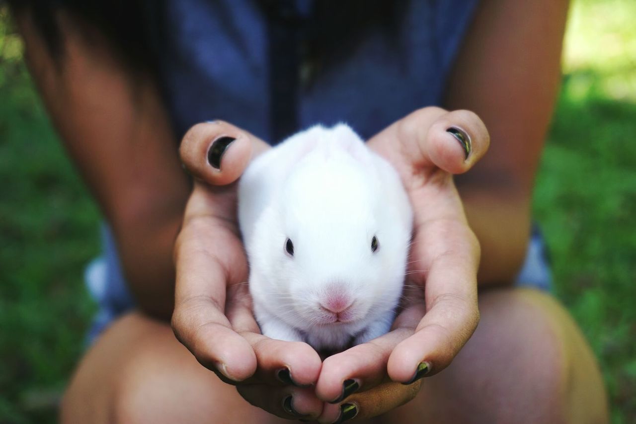 person, animal themes, one animal, holding, part of, cute, young animal, domestic animals, close-up, human finger, mammal, care, cropped, focus on foreground, baby, indoors, togetherness