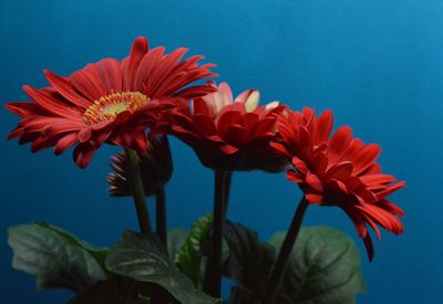 Close-up of red flowers