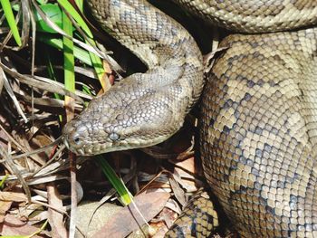 High angle view of snake on ground