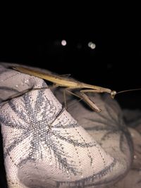 Close-up of insect at night