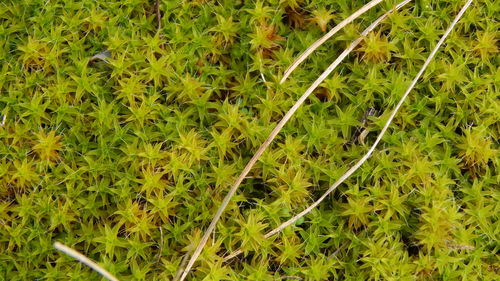 Plants growing on field