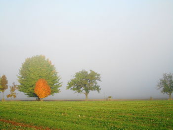 Trees in field against clear sky
