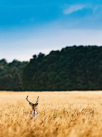 Deer on grassy land against clear sky