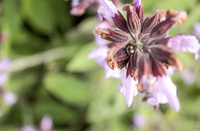 Close-up of flowers blooming outdoors