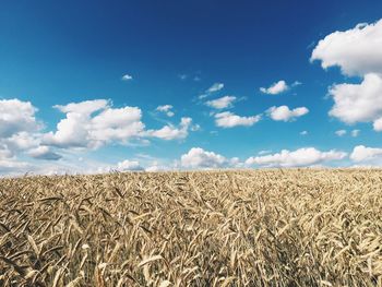 Stalks growing in field against blue sky and clouds