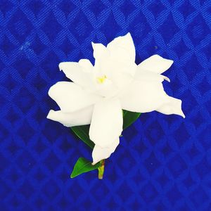 High angle view of white flowers against blue background