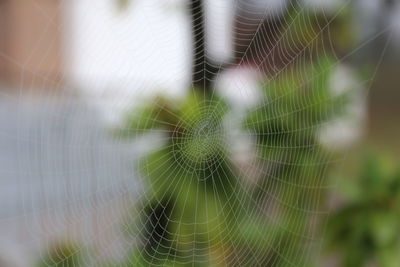 Close-up of spider on web