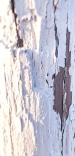 Full frame shot of frozen tree