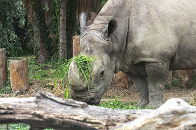 Rhinoceros in forest