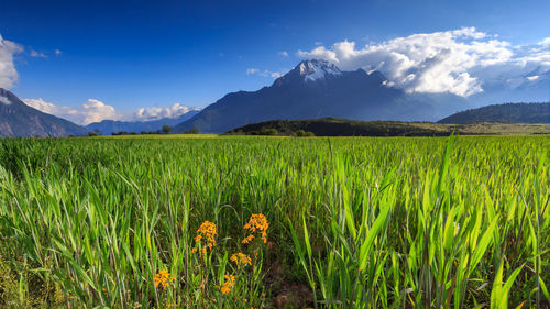 Scenic view of wheat field against blue sky