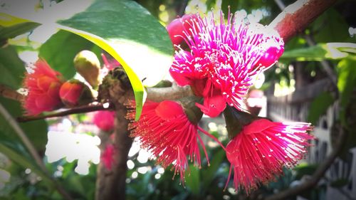 Close-up of pink flowers