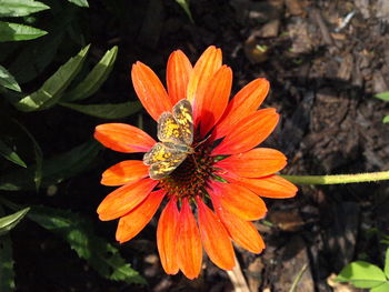 Close-up of orange flowers blooming outdoors