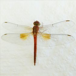 Close-up of insect on white