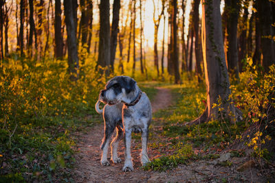 Dog standing in forest